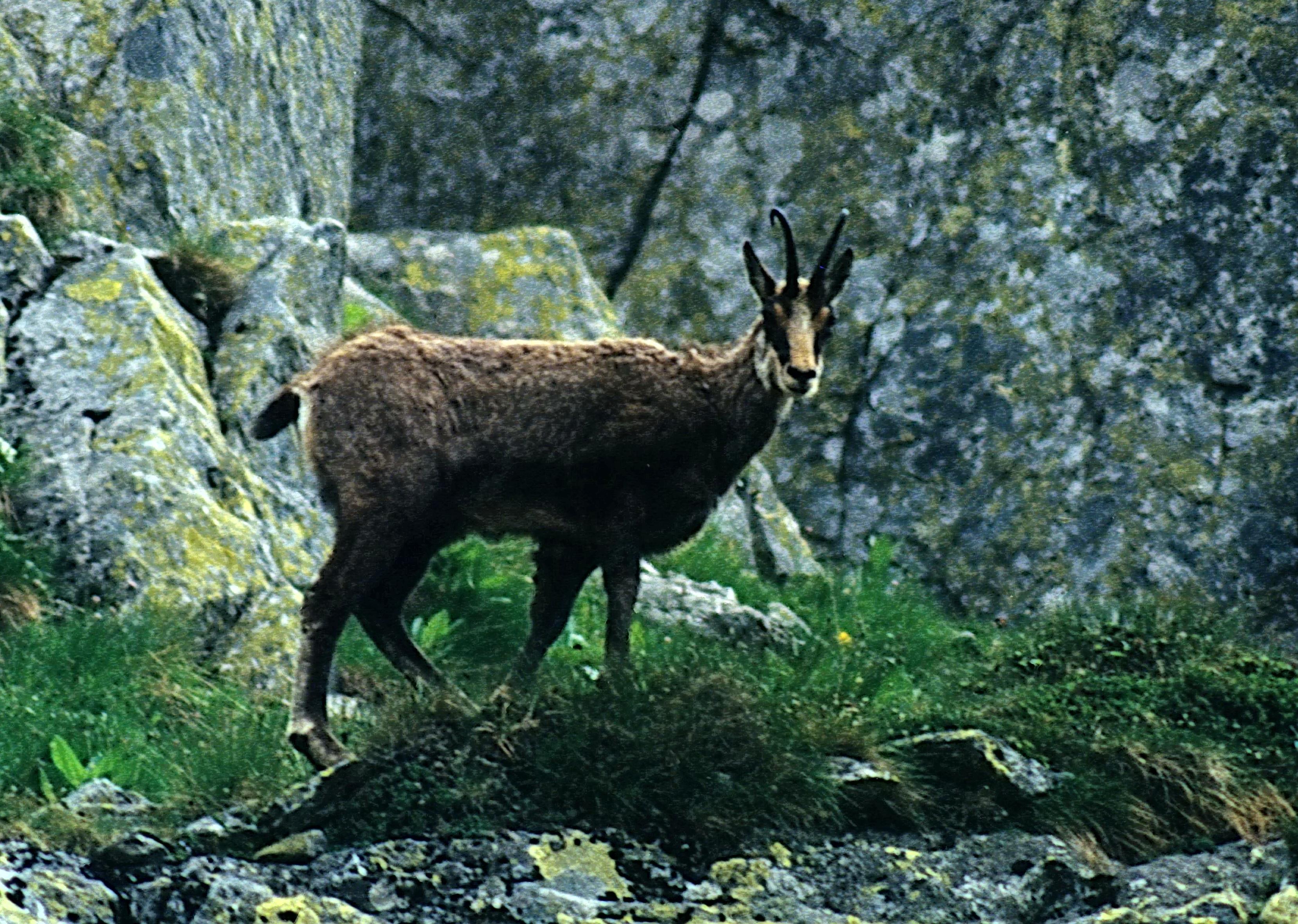 S-a dat liber la măcelărit capre negre! Petiție pentru protejarea lor! &bdquo;Unora le place să le crească nişte coarne din pereţi şi altora profitul de pe urma lor&rdquo;