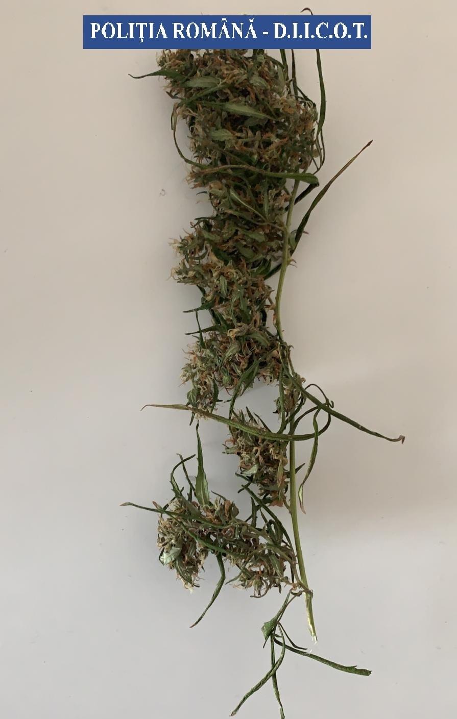 Buzău: Opt persoane suspectate de trafic de drouri, cercetate; 20 de kilograme de droguri au fost confiscate