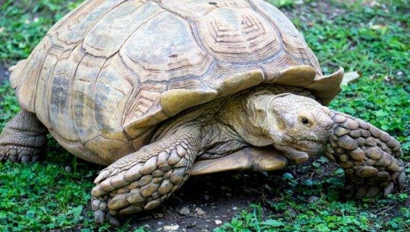 A murit la 334 de ani. Alagba, o broască țestoasă uriașă, trăia într-un palat și avea doi servitori la dispoziție
