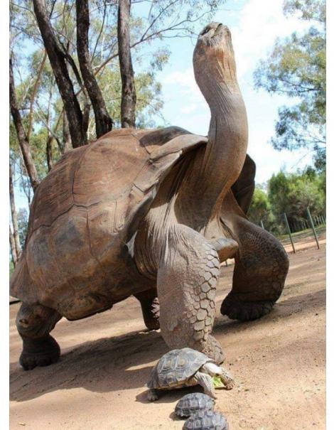 A murit la 334 de ani. Alagba, o broască țestoasă uriașă, trăia într-un palat și avea doi servitori la dispoziție