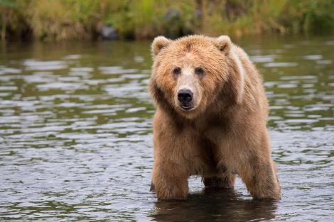 Sat din Mureș terorizat de urși! Cum se comportă animalele în preajma oamenilor