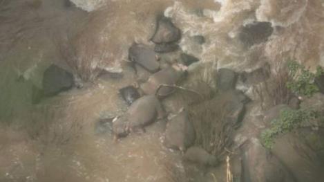 Şase elefanţi au murit încercând să se salveze unii pe alţii dintr-o cascadă în Thailanda