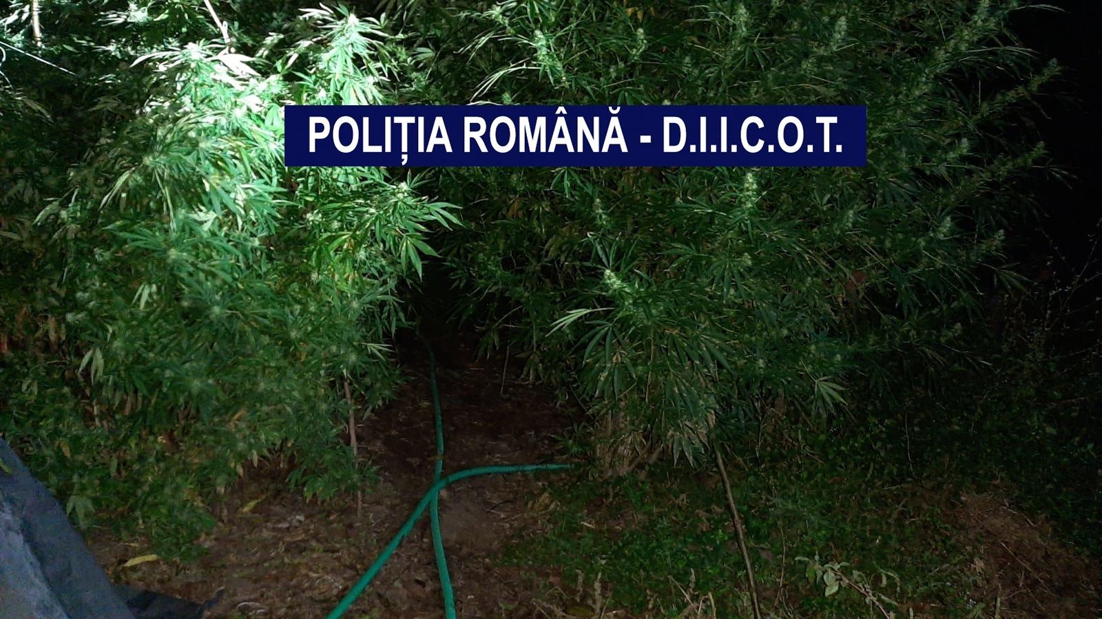 Cultură de canabis descoperită de poliţişti şi procurori DIICOT, &icirc;n judeţul Mehedinţi