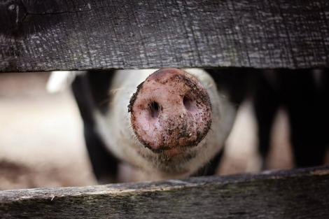 O femeie din Constanța a fost mâncată de porc după ce a vrut să hrănească animalul. Tragicul incident s-a petrecut din cauza unui moment de neatenție