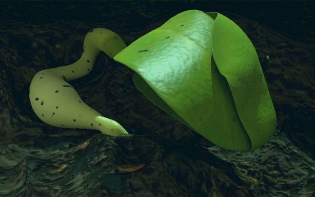 Premieră extraordinară! A crescut o plantă de bumbac pe partea &icirc;ndepărtată a Lunii! Foto