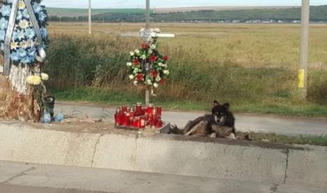 Sfâșietor! Ce a făcut un câine din Iași, după moartea unui tânăr! Mii de oameni îl privesc cu milă | FOTO