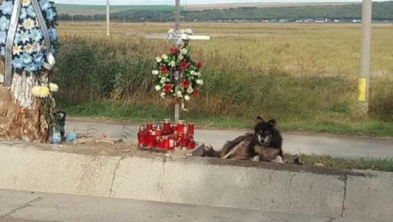 Sfâșietor! Ce a făcut un câine din Iași, după moartea unui tânăr! Mii de oameni îl privesc cu milă | FOTO