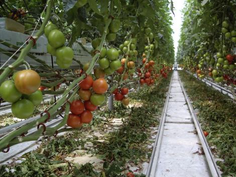 Ministerul Agriculturii vrea să le dea fermierilor 60 milioane euro în 2020 pentru programul privind cultivarea roşiilor în sere