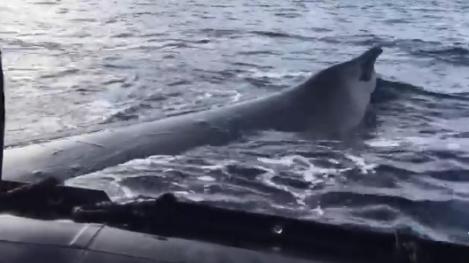 O balenă de 10 metri a fost găsită moartă în fluviul Tamisa! Oamenii de știință îi fac necropsia - VIDEO