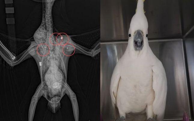 A supraviețuit, ca prin minune, după ce a fost &icirc;mpușcat de cinci ori, cu două arme diferite! &bdquo;L-am găsit &icirc;n curtea casei, abia mai respira&rdquo;