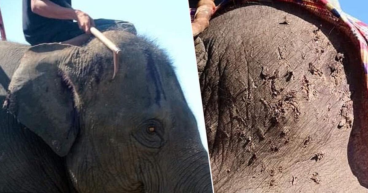 Au chinuit bietul animal p&acirc;nă a murit! &Icirc;i băgau tije metalice &icirc;n cap pentru a ține "drumul drept"