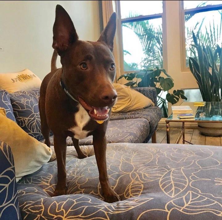 Impresionant! Un c&acirc;ine de doar 18 luni a &icirc;nvățat să vorbească! Stella știe deja 29 de cuvinte și poate lega propoziții