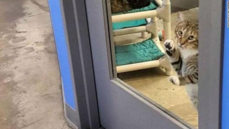 Acest motan e ILEGAL! A fost încarcerat" după ce a ajutat alte 15 pisici să evadeze!