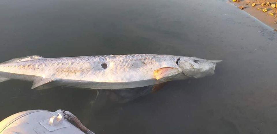 Morun de 1,7 metri, &icirc;n stare de putrefacţie, văzut plutind pe Dunăre. Poliţiştii din Galaţi fac cercetări
