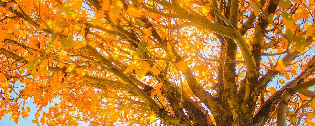 Meteo Rom&acirc;nia. Vremea 16 noiembrie 2019: &icirc;ncălzire spectaculoasă &icirc;n unele regiuni