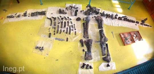 Schelet vechi descoperit &icirc;ntr-o magazie. Un bărbat l-a găsit și l-a depozitat, aștept&acirc;nd să aibă timp să-l "studieze"