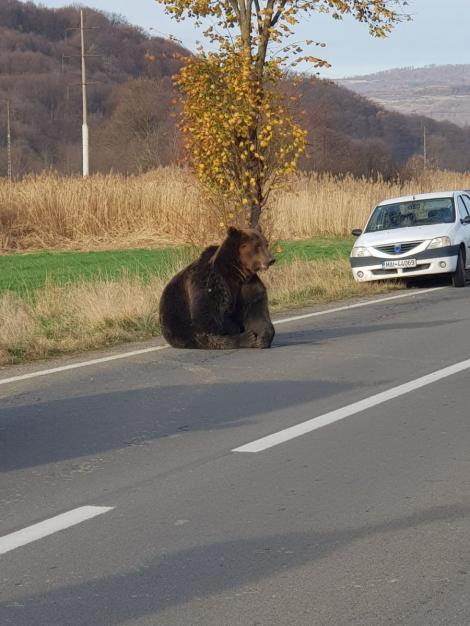 Este revoltător! Un urs a fost lovit și lăsat să sufere pe marginea drumului. Veterinarul din Harghita nu avea tranchilizant