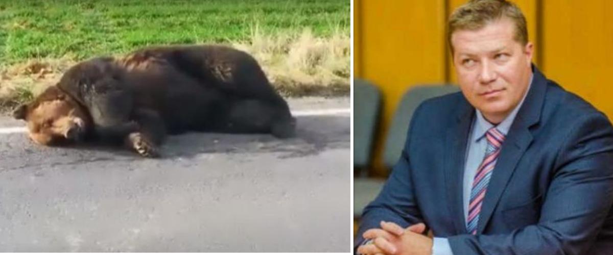 Proasta gestionare a situaţiei ursului din Harghita a fost pedepsită. Prefectul a fost demis de către Guvernul Orban