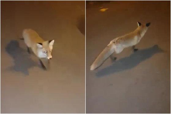 O vulpe a fost filmată plim&acirc;ndu-se nestingherită printre blocurile din București. Reacția scandaloasă a autorităților- Video