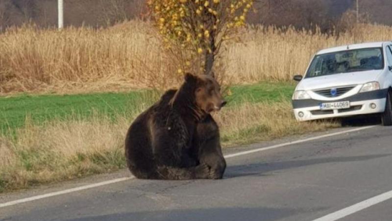 Imaginea ursului lăsat să agonizeze pe şosea, aproape 20 de ore, face înconjurul lumii şi declanşează scandal la nivel înalt! Autorităţile se acuză reciproc că nu ştiu să aplice legile