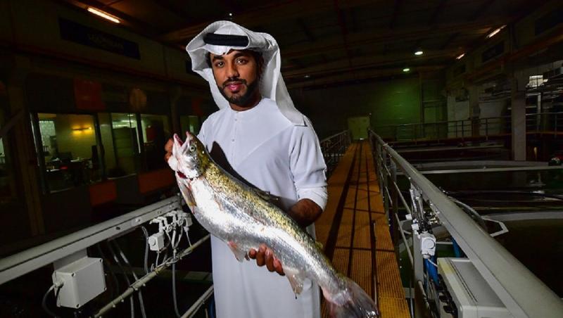 Pește somon crescut în deșertul din Dubai