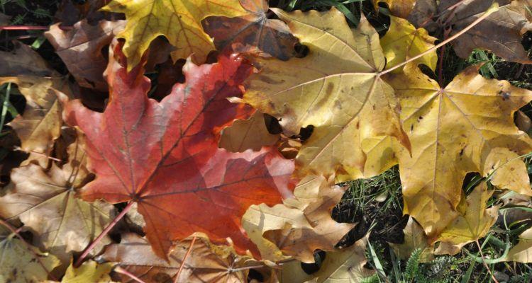 Vremea pe patru săptăm&acirc;ni, 18 noiembrie-16 decembrie: ANM, temperaturi mai ridicate dec&acirc;t normalul perioadei