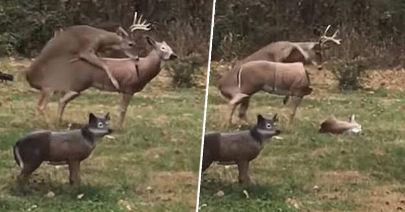 O idilă de dragoste dintre un cerb sălbatic și o căprioară de plastic s-a terminat dramatic! Cerbul a rămas complet șocat atunci c&acirc;nd statuia și-a pierdut capul - VIDEO
