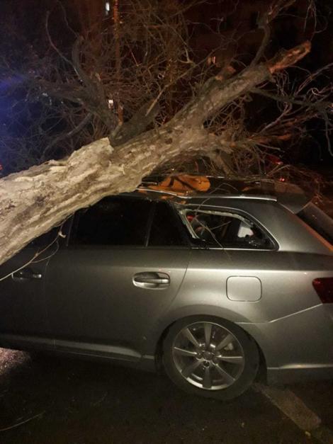 Victimele vremii! Un copac căzut peste o maşină în care se afla un copil. Părinţii au asistat terifiați la scenă