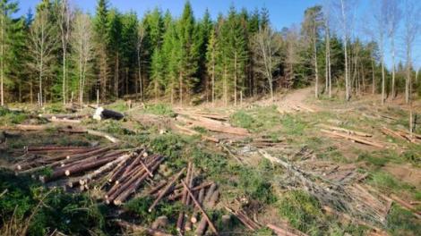 Cifrele oficiale mint! În România se taie, într-un an, 38.6 milioane de metri cub de lemn, nu 18.5 milioane