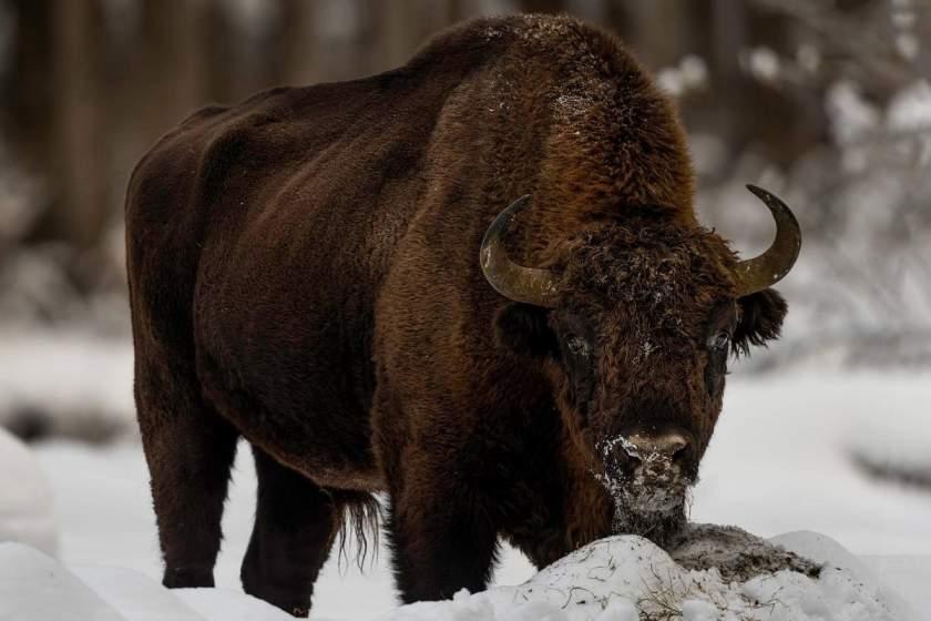 Simbolul Rom&acirc;niei revine acasă! După 200 de ani zimbrii se &icirc;ntorc &icirc;n Munții Făgăraș