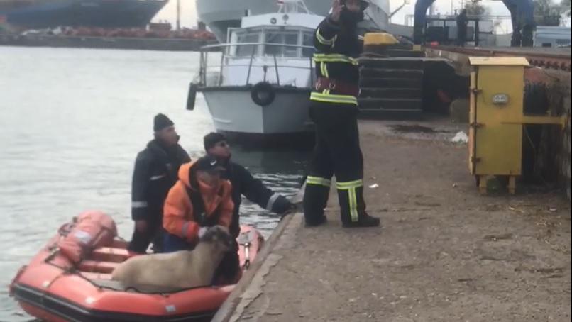 VIDEO Catastrofă &icirc;n Portul Midia: C&acirc;te oi din cele 14.000 au fost salvate