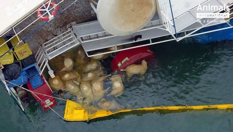 Mii de cadavre de oi plutesc pe apă, în Portul Midia