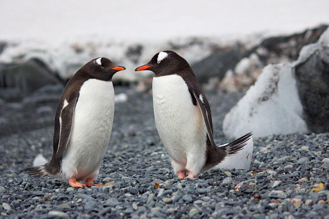Doi pinguini gay a furat un ou de la alt cuplu de pinguini pentru a deveni "părinți"