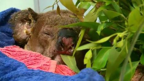 Ursul koala salvat din flăcările care au devastat Australia a fost eutanasiat. „Rănile erau prea grave pentru a mai fi tratate”