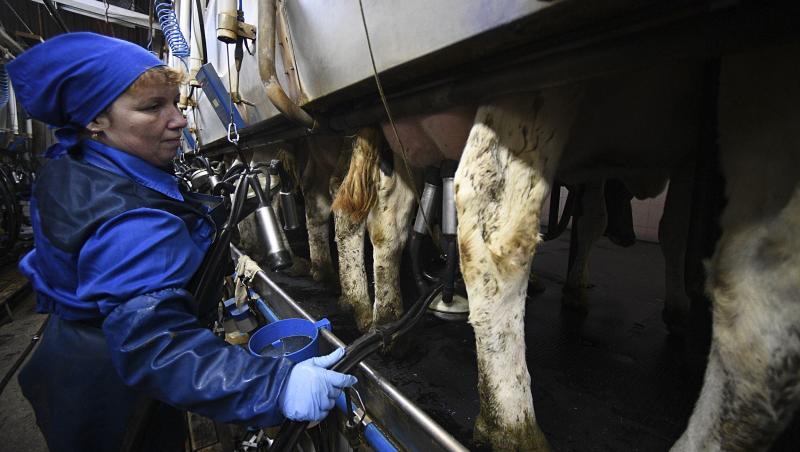Laptele de vacă, risc sau beneficiu pentru sănătate?