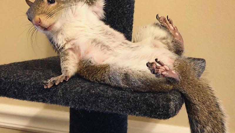 FOTO - Nu o să-ți vină să crezi! O veveriță care a suferit traume s-a atașat de un ursuleț de pluș și nu mai poate dormi fără el