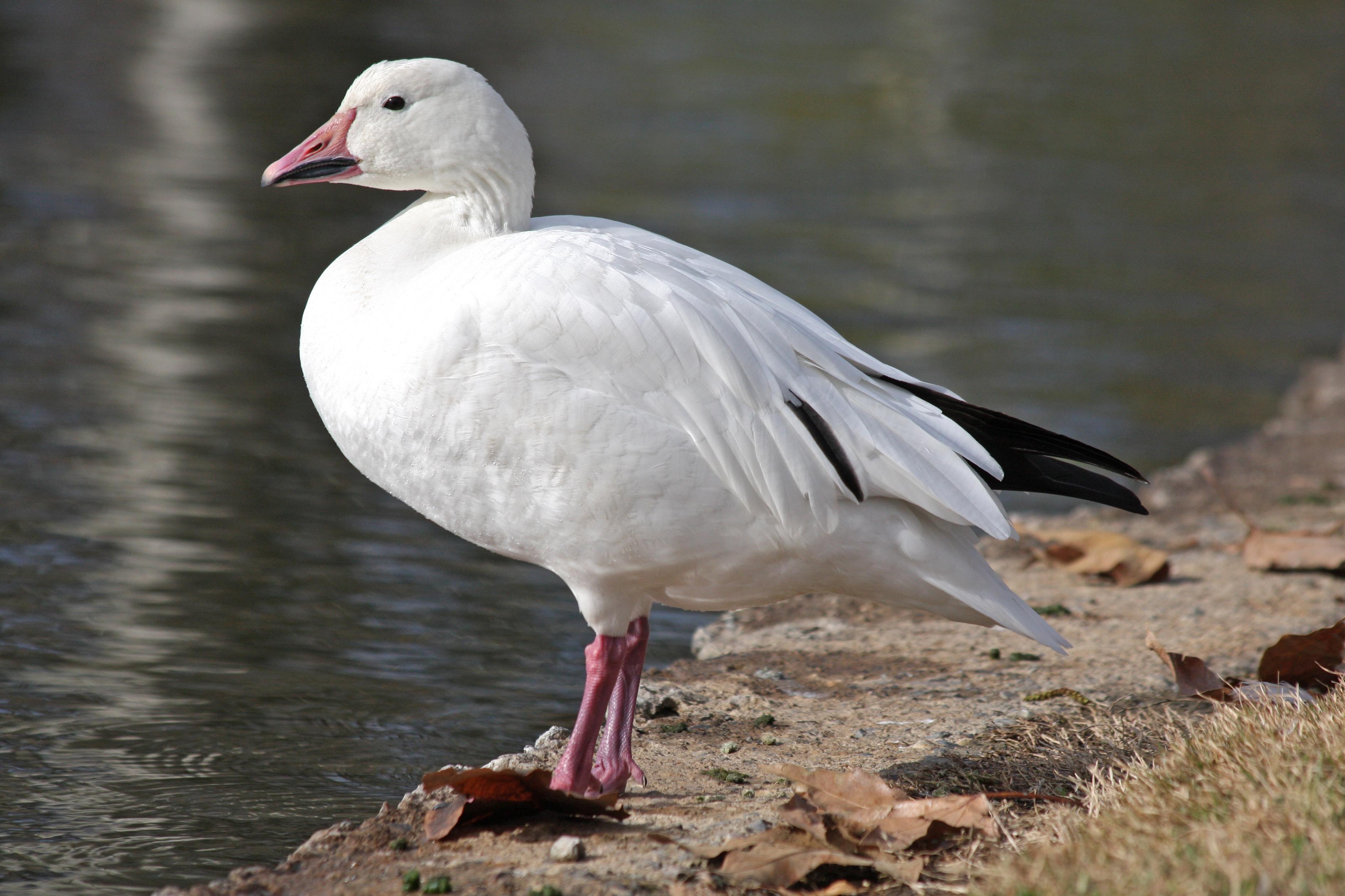 Apariție misterioasă pe malul Dunării! O pasăre rară și-a făcut apariția &icirc;n Rom&acirc;nia. &bdquo;Nu ştim cu exactitate cum a ajuns acest exemplar la noi&rdquo;