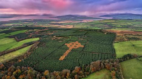 Misterul crucii celtice care apare toamna într-o pădure din Irlanda de Nord
