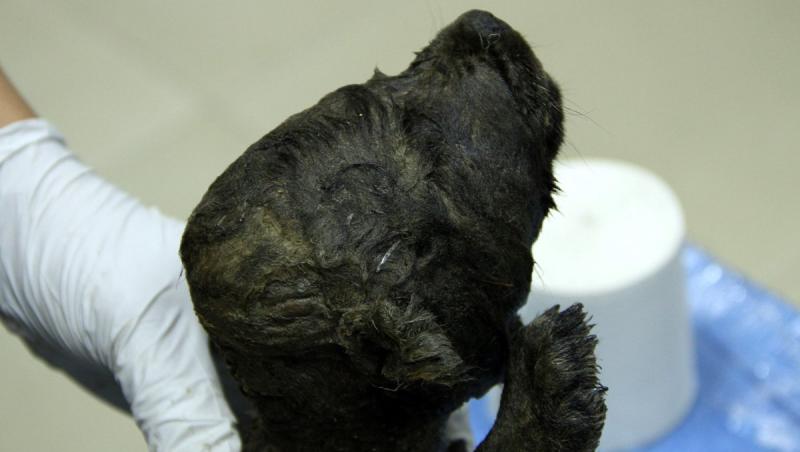 Un pui de câine a fost descoperit în Siberia, cercetătorii au descoperit faptul că trupul său a rămas înghețat timp de 18.000 de ani