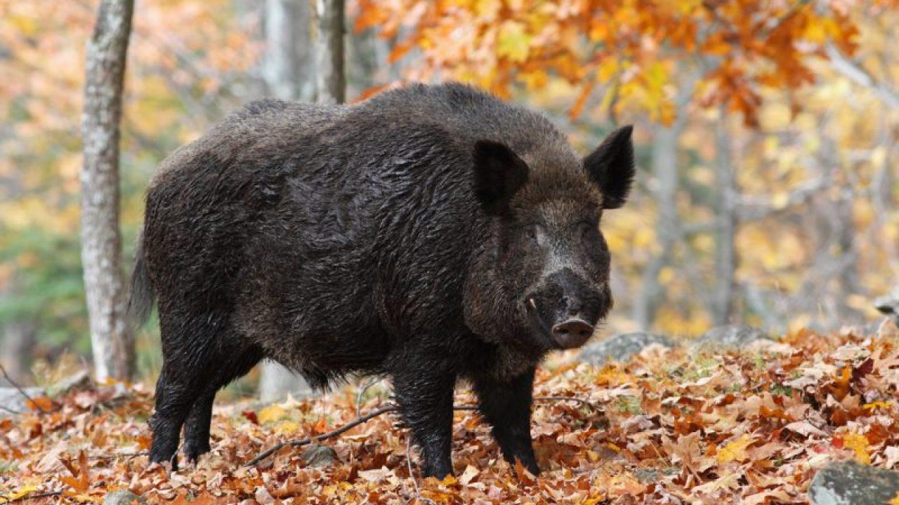 Clipe de groază! O femeie a fost atacată de un porc mistreț! Populația a fost avertizată printr-un mesaj RO-ALERT