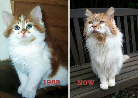 Foto - Rubble este cea mai bătrână pisică din lume! Aceasta are vârsta cât jumătate din media de viața a unui om.