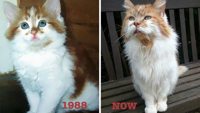 Rubble este cea mai bătrână pisică din lume! Aceasta are vârsta cât jumătate din media de viața a unui om.