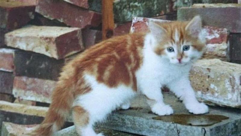 Foto - Rubble este cea mai bătrână pisică din lume! Aceasta are vârsta cât jumătate din media de viața a unui om.
