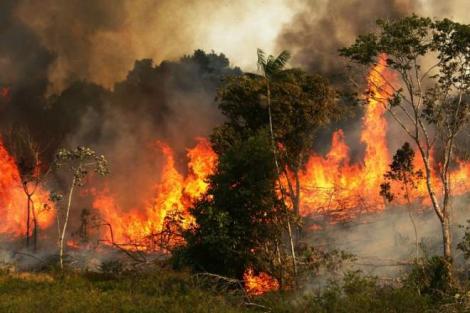 Cifrele dezastrului! Cea mai mare pădure tropicală din lume a pierdut peste 10.000 de kilometri pătrați de vegetație