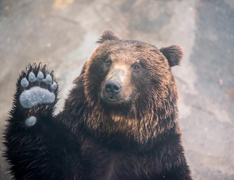 &Icirc;ncă un urs a MURIT lovit de o mașină! Animalul s-a t&acirc;r&acirc;t c&acirc;țiva kilometri &icirc;nainte să moară. Este al cincilea caz &icirc;n 30 de zile