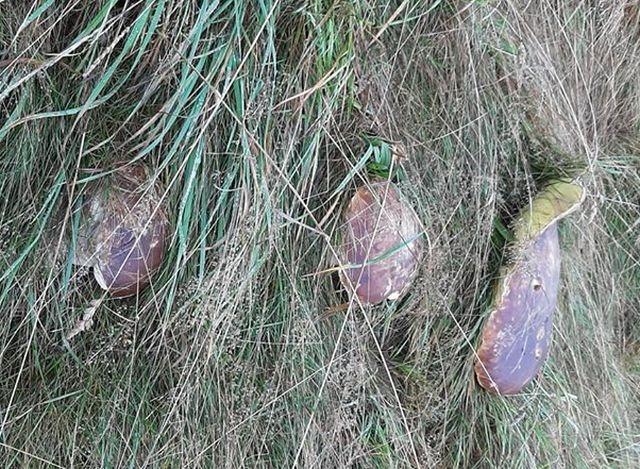 VIDEO/ Descoperirea pe care a făcut-o un bărbat &icirc;ntr-o pădure din Brașov! &bdquo;O Doamne, erau trei și erau enormi! Prietenii mei nu m-au crezut nicio secundă Și totuși&hellip; erau acolo!&rdquo;