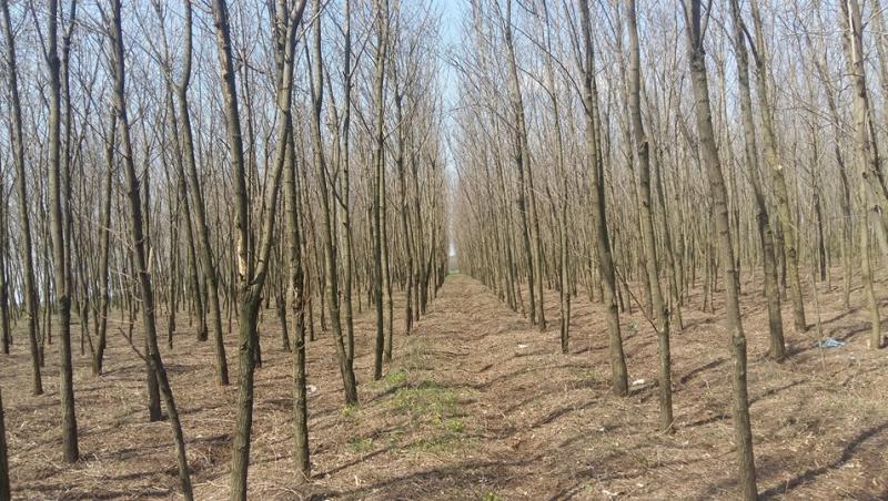 Uluitor! Fermier amendat de Garda de Mediu, după ce a plantat 40.000 de arbori! ”Sunt sigur că sunt și alți oameni în această situație, dar  nu vorbesc de frică”