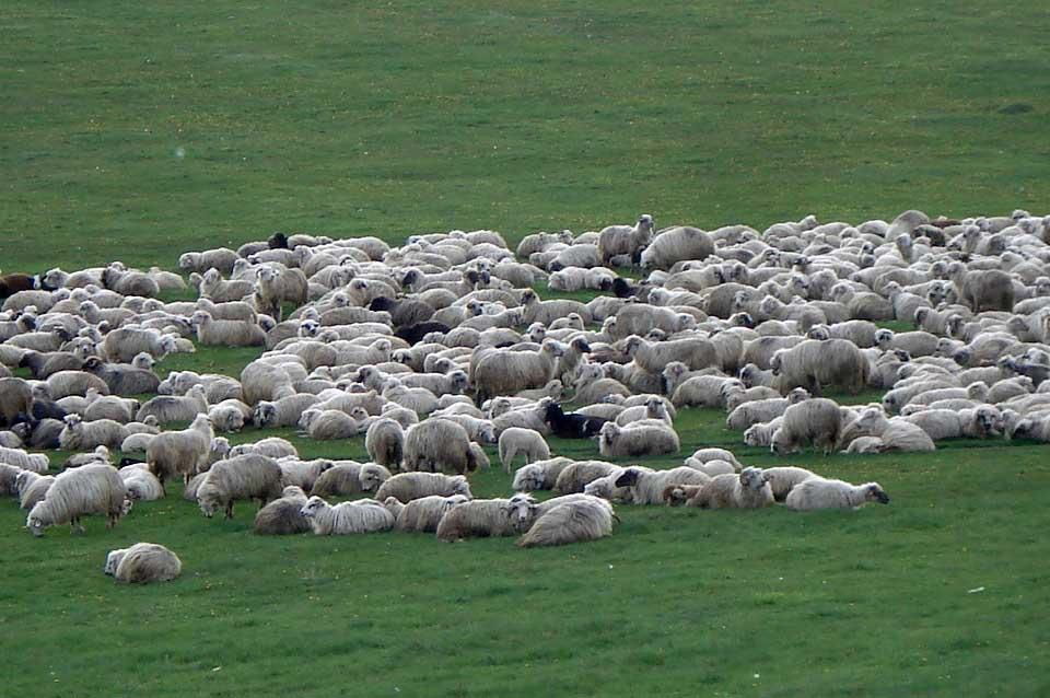 Patru bărbați sunt cercetați după ce au &icirc;ncercat să fure 700 de oi de la o st&acirc;nă! Motivul acestora i-a șocat pe polițiști