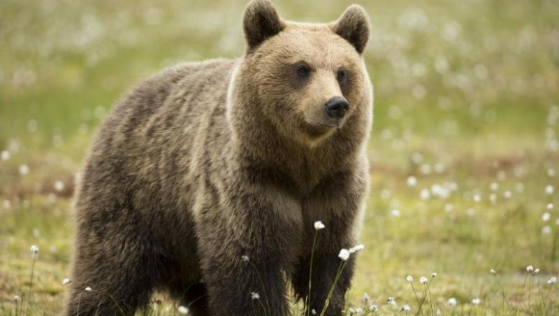 Urşii periculoşi vor fi împuşcaţi! Cei care au dat legea şi nici cei care trebuie să o aplice nu ştiu cum vor fi depistate animalele agresive