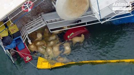 Imagini tulburătoare! Nava cu peste 14.000 de oi moarte reprezintă un adevărat pericol biologic pentru mare